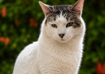 Pablito